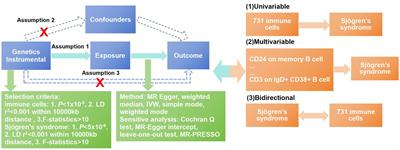 The causal relationship between immune cells and Sjögren’s syndrome: a univariate, multivariate, bidirectional Mendelian randomized study